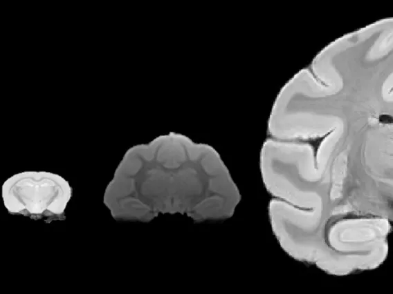 MultiSpecies MRI