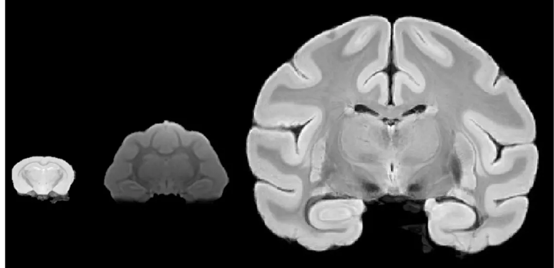 MultiSpecies MRI